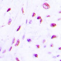 C/EBP beta (Phospho-T235) Rabbit Polyclonal Antibody