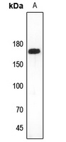 Collagen 11 alpha 2 Antibody