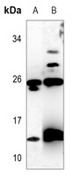 C17 Antibody