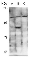 DAXX (Phospho-S668) Rabbit Polyclonal Antibody