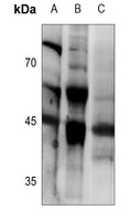 Ephrin B1/2 Rabbit Polyclonal Antibody