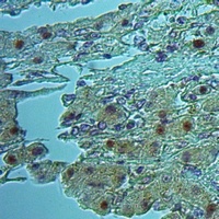 EIF3K Rabbit Polyclonal Antibody