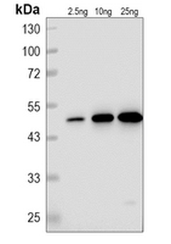 CENH3 Rabbit Polyclonal Antibody