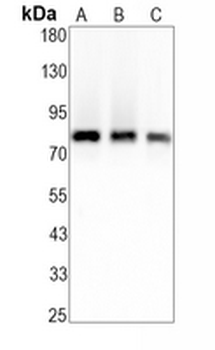 HSF1 Rabbit Monoclonal Antibody