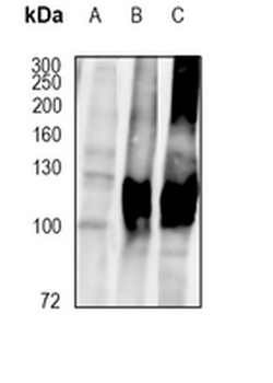 ATP1A3 Rabbit Monoclonal Antibody