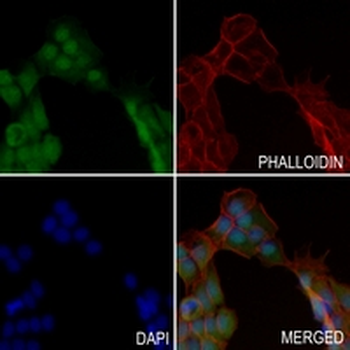PMF-1 Rabbit Monoclonal Antibody