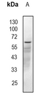 CHRM3 Rabbit Monoclonal Antibody