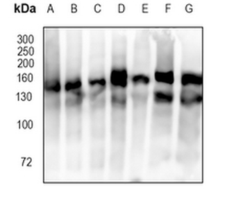 CD295 Rabbit Monoclonal Antibody