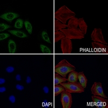 CD295 Rabbit Monoclonal Antibody