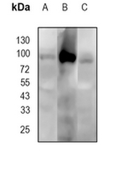 FAP alpha Rabbit Monoclonal Antibody
