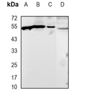 MITF Rabbit Monoclonal Antibody