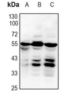 JUND Rabbit Monoclonal Antibody