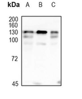 NEDD4L Rabbit Monoclonal Antibody