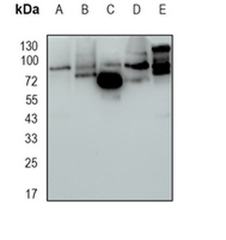GlyT2 Rabbit Monoclonal Antibody