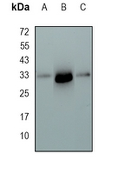 PLSCR3 Rabbit Monoclonal Antibody