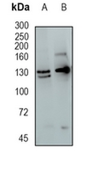Importin 9 Rabbit Monoclonal Antibody