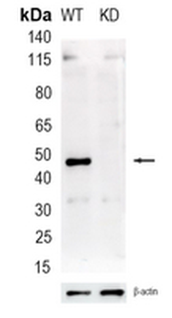 STAMBP Rabbit Monoclonal Antibody