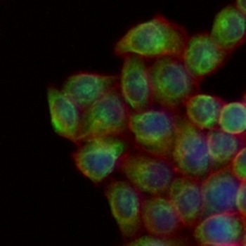 His-tag Mouse Monoclonal Antibody