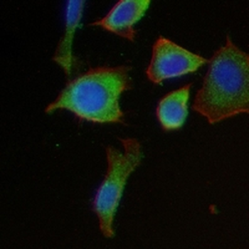 HA-tag Mouse Monoclonal Antibody
