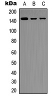 SHIP1 Rabbit Polyclonal Antibody