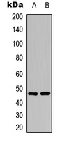 c-Jun (Phospho-T239) Rabbit Polyclonal Antibody