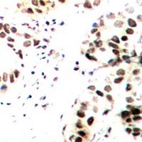 c-Jun (Phospho-T239) Rabbit Polyclonal Antibody