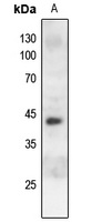 c-Jun (Phospho-S243) Rabbit Polyclonal Antibody