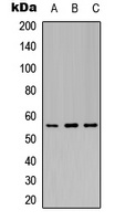 Kir3.1 (Phospho-S185) Rabbit Polyclonal Antibody