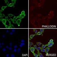 CD159a Rabbit Polyclonal Antibody
