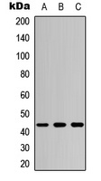 MKK4 Rabbit Polyclonal Antibody