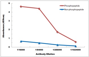 ASK1 (Phospho-S83) Antibody