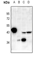 p38 Antibody