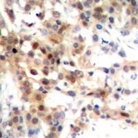 p38 Antibody