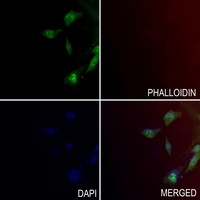 JNK1/2/3 (Phospho-T183/Y185) Rabbit Polyclonal Antibody