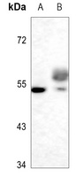 TAU (Phospho-S721) Rabbit Polyclonal Antibody