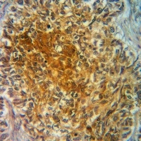 TAU (Phospho-S721) Rabbit Polyclonal Antibody