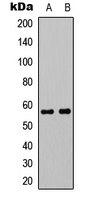 c-Myc Rabbit Polyclonal Antibody