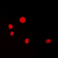 c-Myc Rabbit Polyclonal Antibody