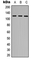 NEK9 (Phospho-T210) Rabbit Polyclonal Antibody