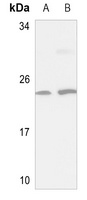 NSG1 Antibody