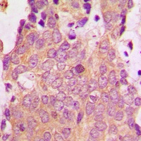 NSG1 Antibody