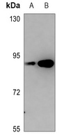 PKC epsilon (Phospho-S729) Rabbit Polyclonal Antibody