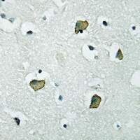 PGD2 Receptor Rabbit Polyclonal Antibody