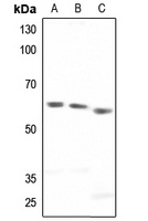 Paxillin Rabbit Polyclonal Antibody