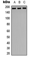 Zep-1 Rabbit Polyclonal Antibody