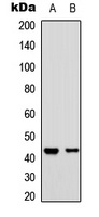 CD363 Rabbit Polyclonal Antibody