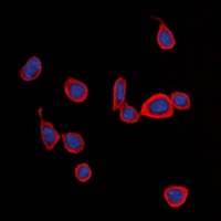CD363 Rabbit Polyclonal Antibody