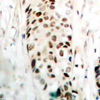 SOX9 Antibody