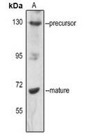 SREBP1 (Phospho-S439) Rabbit Polyclonal Antibody