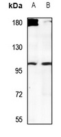 USP38 Antibody